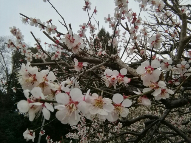 20180309194928090.jpg