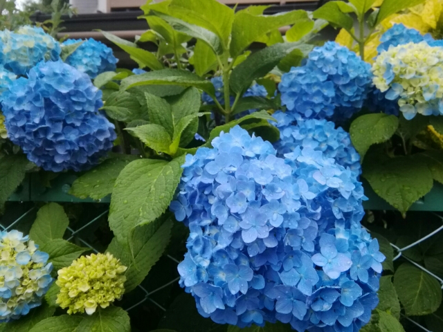 20180620195943452.jpg